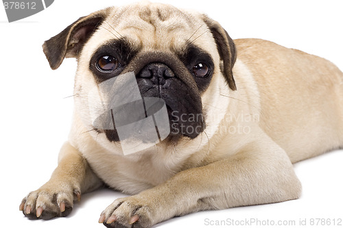 Image of sad looking pug dog