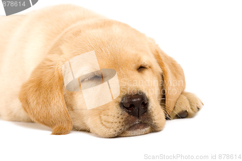 Image of Sleeping Labrador