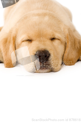 Image of sleepy Puppy Labrador 