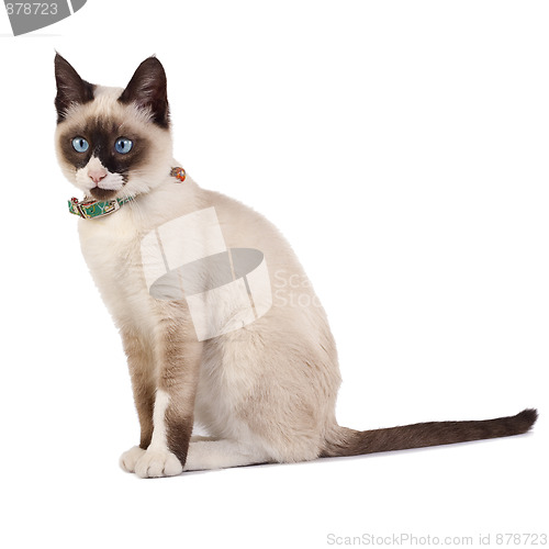 Image of Siamese cat