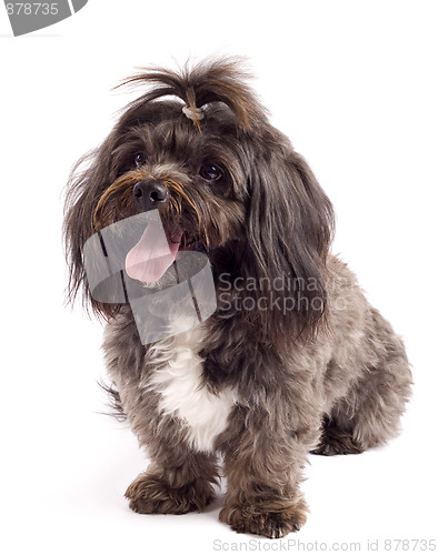 Image of curious black bichon