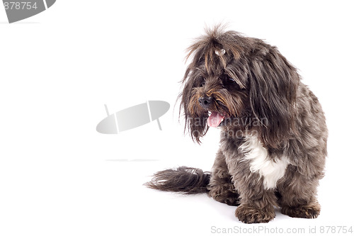 Image of bichon looking at something