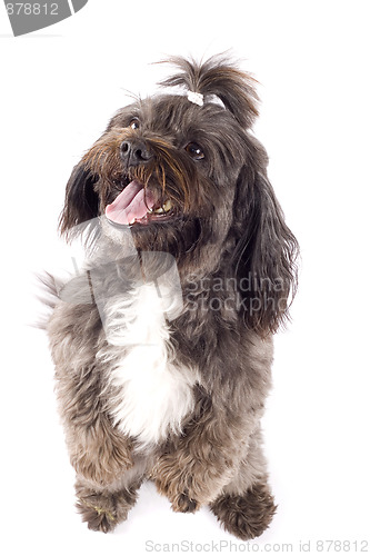 Image of Havanese dog