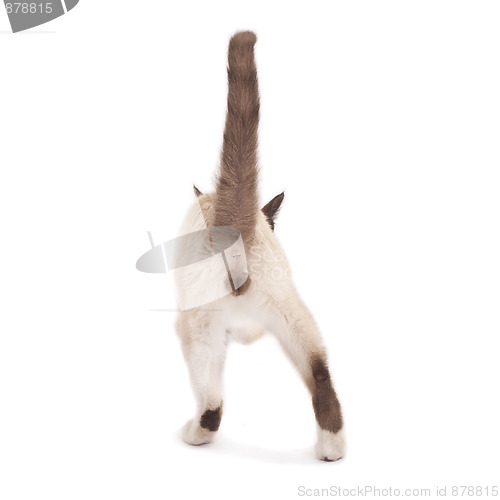 Image of back of a male cat