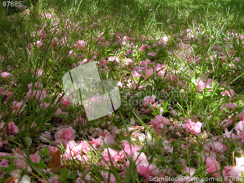 Image of Spring Soil