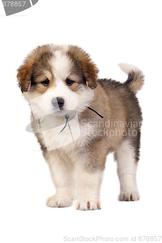 Image of bucovinean shepard puppy