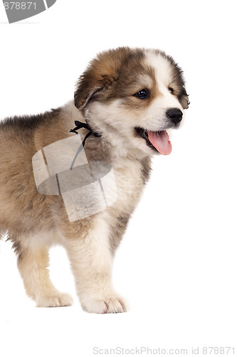 Image of bucovinean shepard puppy
