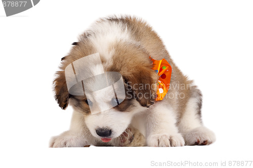 Image of furry puppy