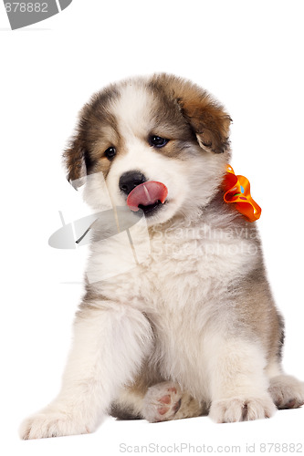 Image of puppy