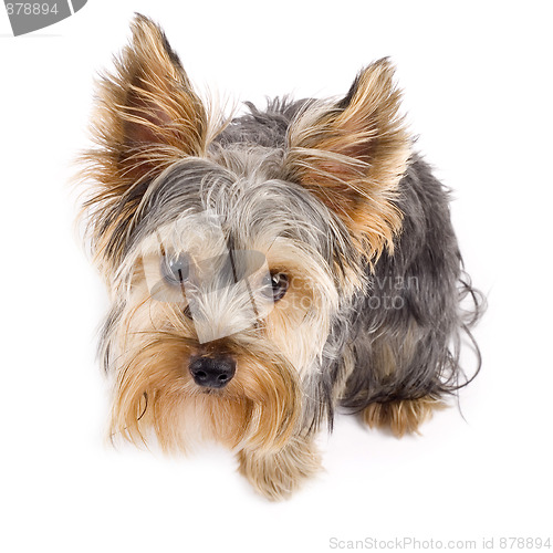 Image of Yorkshire Terrier