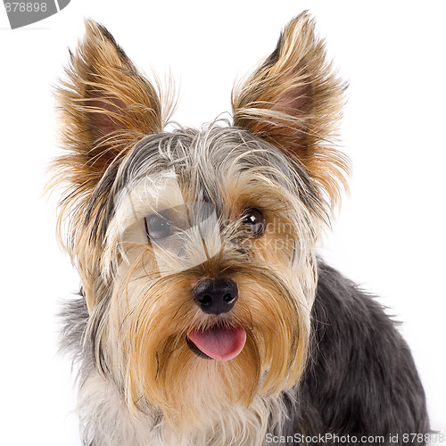 Image of yorkshire terrier 