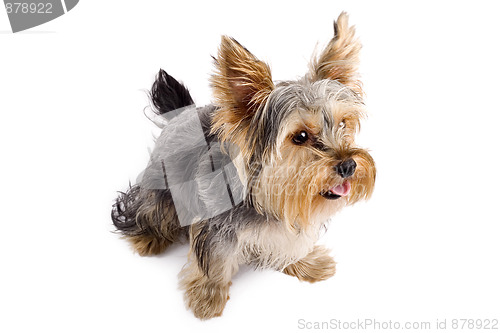 Image of Yorkshire Terrier