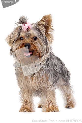 Image of Yorkshire Terrier