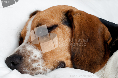 Image of Tricolor beagle puppy sleeping