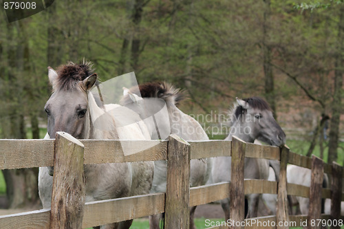 Image of tarpans at a fence