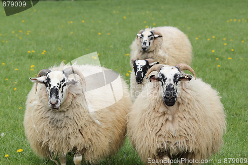 Image of four sheep