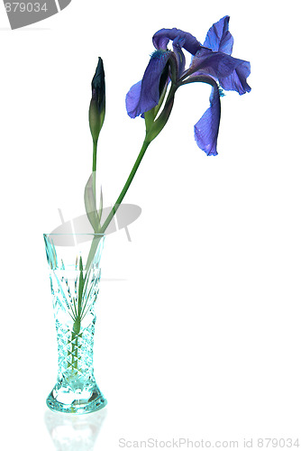 Image of Iris Vase