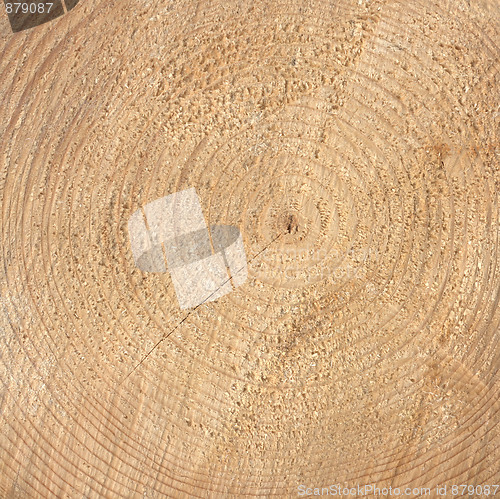 Image of Wood rings