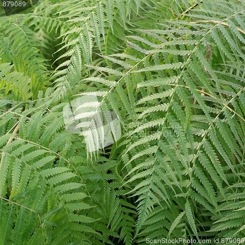 Image of Ferns