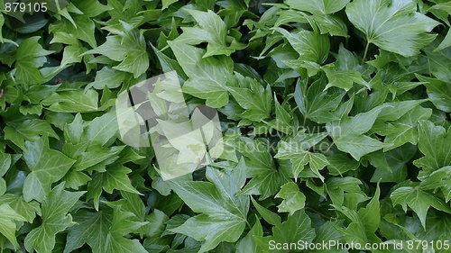 Image of Ivy