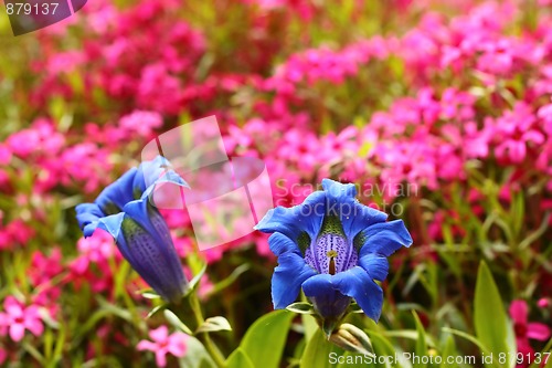 Image of Trumpet gentian, blue spring flower in garden
