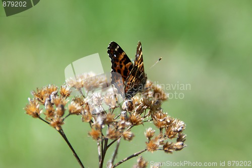 Image of Araschnia levana, Map Butterfly