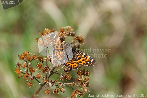 Image of Map Butterfly, Araschnia levana