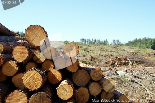 Image of Logs at Forest Clear Cut