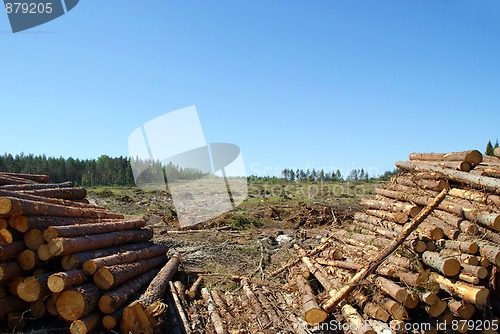 Image of Timber Logs at Clear Cut