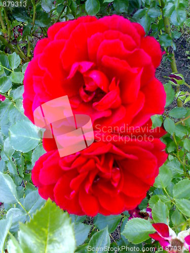 Image of Rosebush