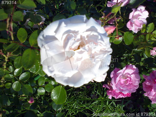 Image of Rosebush