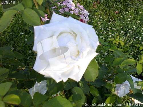 Image of White rose