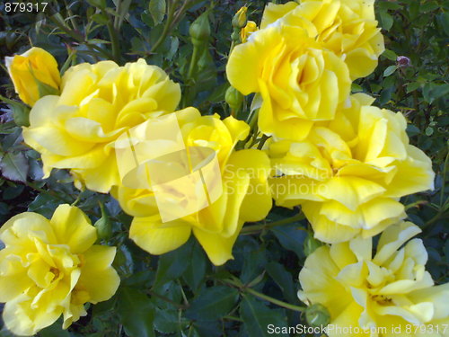 Image of Ocean of yellow roses