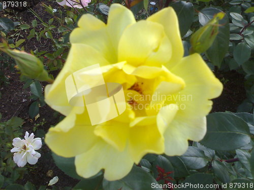 Image of Yellow rose