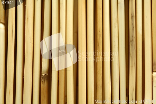 Image of Bamboo