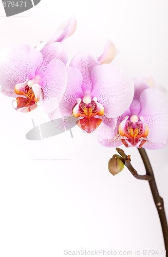 Image of Pink Orchid