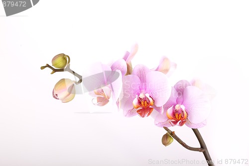 Image of Pink Orchid