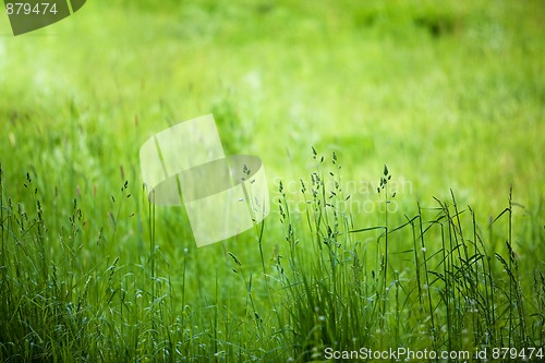 Image of Spring Meadow