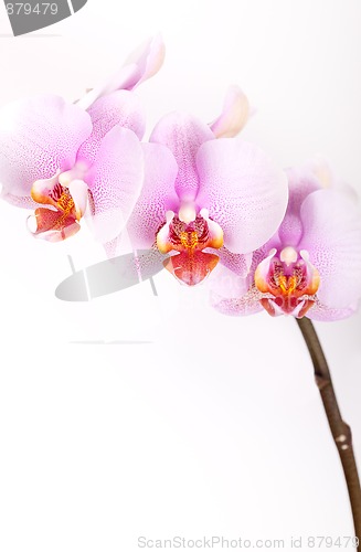 Image of Pink Orchid