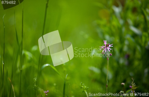 Image of Spring Meadow