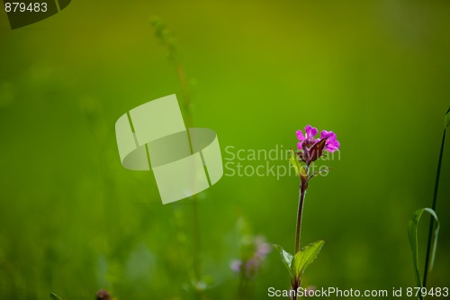 Image of Spring Meadow