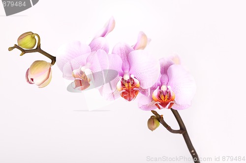 Image of Pink Orchid