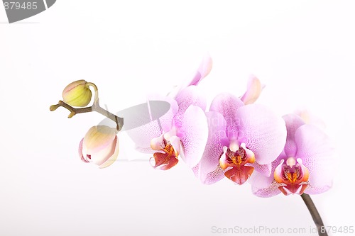 Image of Pink Orchid