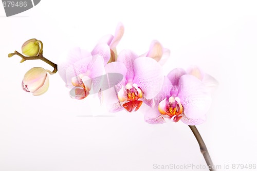 Image of Pink Orchid