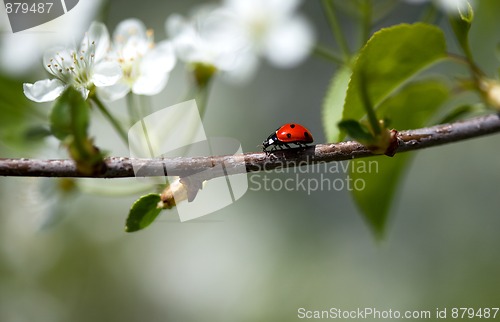 Image of Ladybug on Appletree