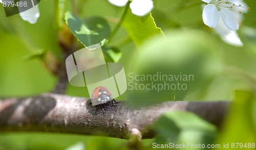 Image of Ladybug on Appletree