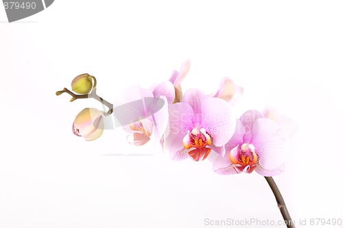 Image of Pink Orchid