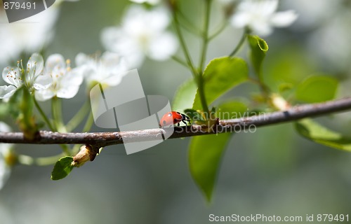 Image of Ladybug on Appletree
