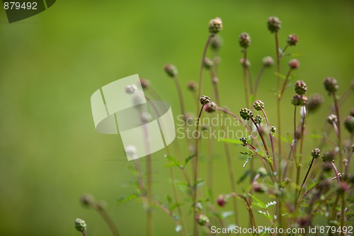 Image of Spring Meadow