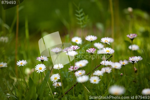 Image of Spring Meadow